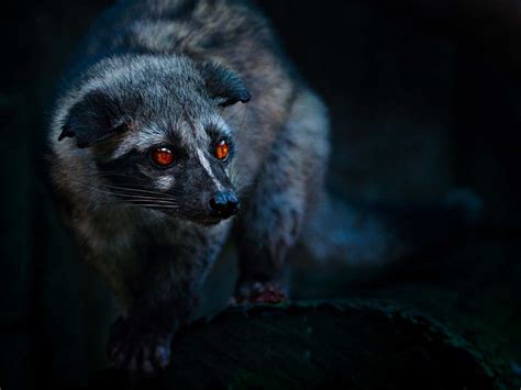 Look through examples of civet translation in sentences, listen to pronunciation and learn grammar. The Good and Bad Things to Know About Civet Poop Coffee