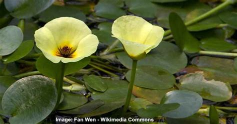 The 14 Most Beautiful Aquatic Flowers To Grow In Water