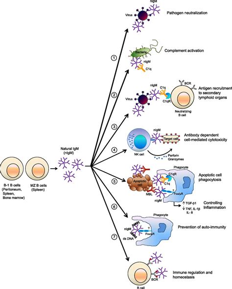 Acquired immunity, also called adaptive immunity, is a learned immune response to a specific foreign invader. Natural Antibodies Bridge Innate and Adaptive Immunity ...