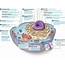 6 Animal Cell Labeled  Biological Science Picture Directory – Pulpbitsnet
