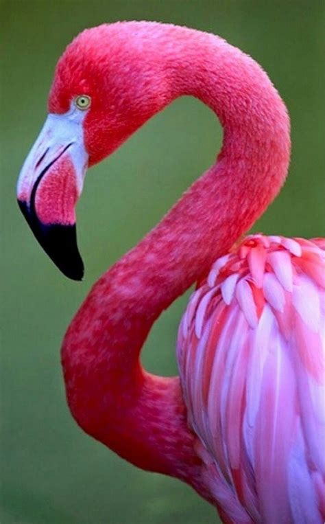 Pink Flamingo Beautiful Birds Exotic Birds Colorful Birds