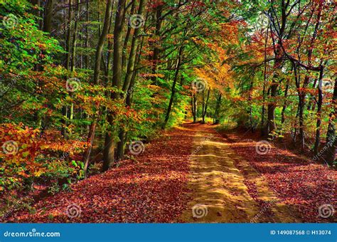 Ground Road Covered With Foliage At Autumn Day Stock Photo Image Of
