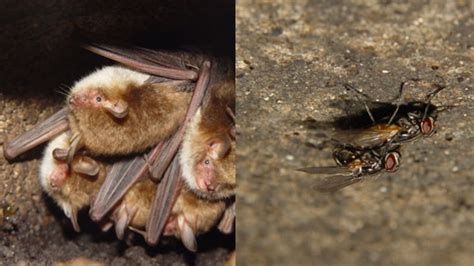 noisy sex means death for flies if bats are listening