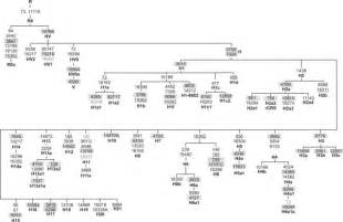 Haplogroup j1c is a branch on the maternal tree of human kind. Backbone of the phylogenetic tree of R0 subclades ...