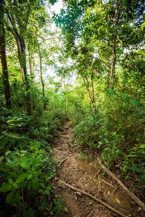 Jungle Trekking On Koh Phangan Stock Photo Image Of Path Summer