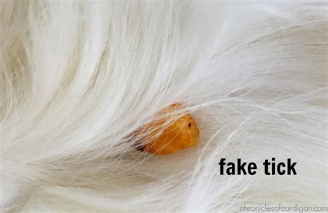 Sep 03, 2018 · tweezers are something which is extremely useful when removing a deeply embedded tick. The Chronicles of Cardigan: How to Inject Humor Into ...