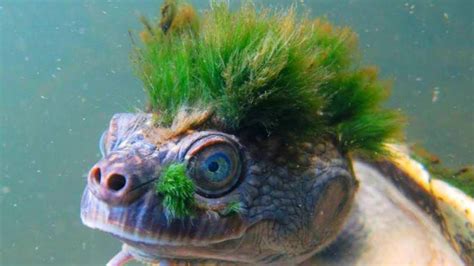 Top 10 Strangest Animals That Are Hard To Believe Are Real Youtube