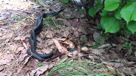 Two Black Rat Snakes Eating A Garter Snake While Mating Youtube