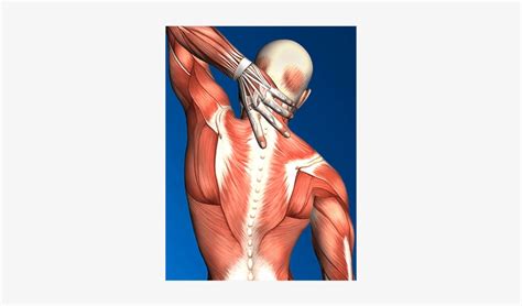 Upper Back Muscles Diagram Ch 8 Muscles Upper Back Actions Diagram