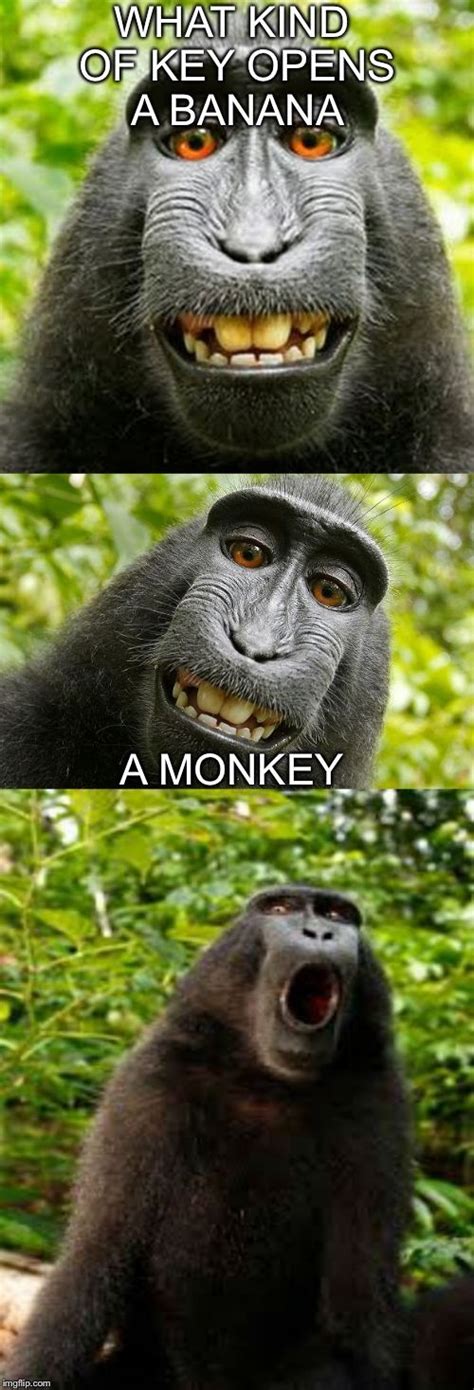 Create And Share Awesome Images Monkeys Funny Animal Jokes Funny