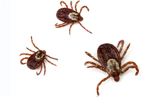 Umo To Offer Tick Testing To Maine Residents