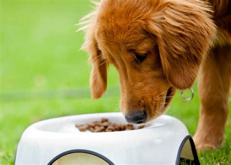 Top 11 How Can Dogs Eat The Same Food Everyday Lastest Updates 112022
