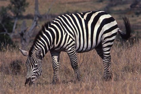 What Do Zebras Eat