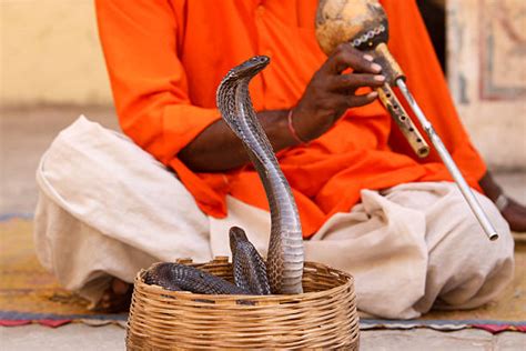 Snake Charmer Stock Photos Pictures And Royalty Free Images Istock