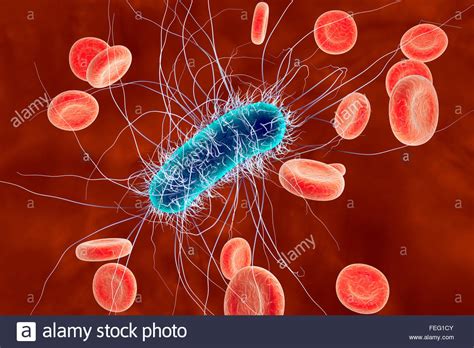 Escherichia Coli Bacteria In Blood Computer Illustration E Coli Is A