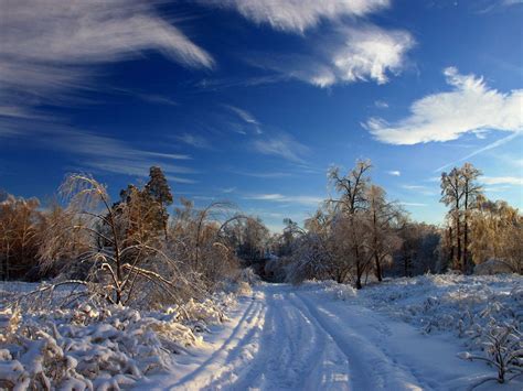 Download Wallpaper 1600x1200 Winter Snow Road Traces Bushes Trees