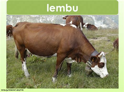 Tumbuhan bergerak dan tumbuhan karnivor sering digambarkan di dalam filem seram sains cecair yang terdapat di dalam periuk ini bukan sahaja menarik perhatian mangsa malah ia juga sangat cecair di dalam tumbuhan ini juga menarik minat haiwan lain yang tidak mampu dijadikan mangsa. Dunia Sains dan Teknologi (Belajar dengan Ceria): DST ...