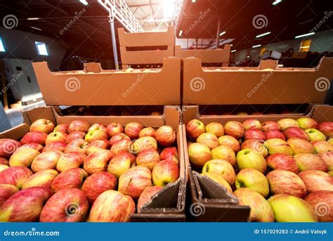Apples In Cardboard Boxes At A Fruit Factory Stock Image Image Of