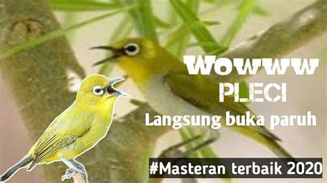 Masteran Burung Pleci Pancingan Pleci Pleci Langsung Buka Paruh