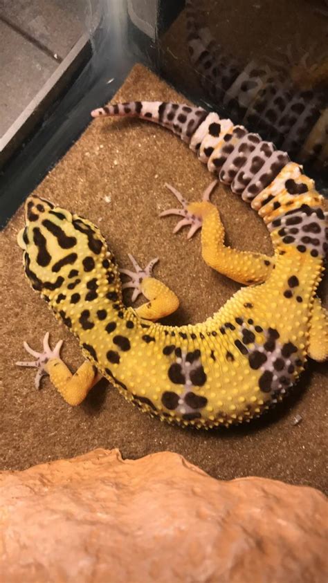 In some cases, leopard geckos can live up to 20 years. Does my juvenile leopard gecko look healthy in terms of ...