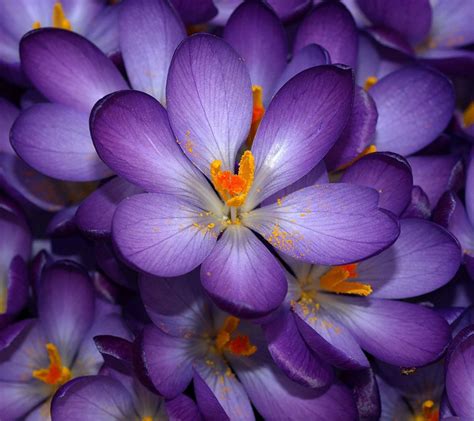 Cute Purple Flower Weneedfun