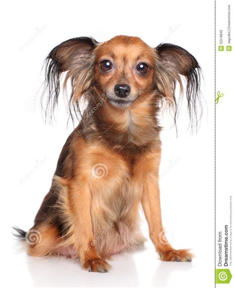 Russian Long Haired Toy Terrier Dog Stock Image Image