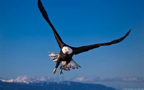 Animals Bald Eagle Birds Wildlife Eagle Nature Landscape Hd