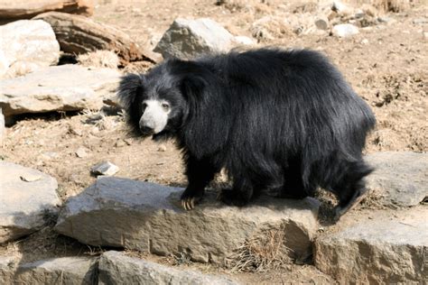 Threatened Sloth Bear Cubs Born At Zoo Will Make Debut Soon