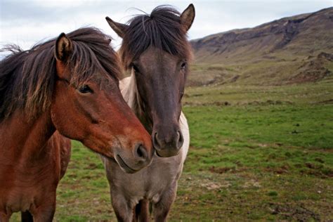 Plan & play: Icelandic Horses