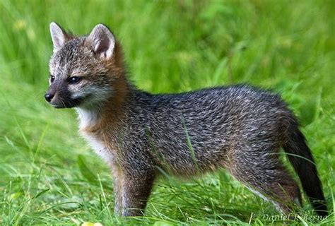 Gray Fox Kit By Icebiker1 Fox Pups Grey Fox Fox