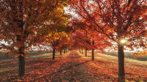 1366x768 Autumn Fall Season Trees 4k 1366x768 Resolution Hd 4k