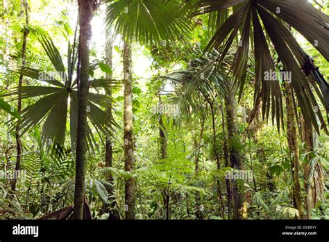 Palm Forest Amazon High Resolution Stock Photography And Images Alamy