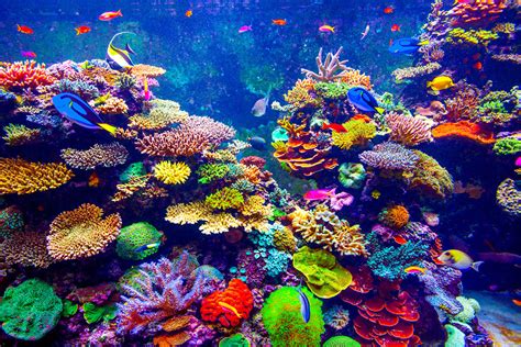 Algae have gotten a bad. Saltwater Aquarium Fish - Pet Yak