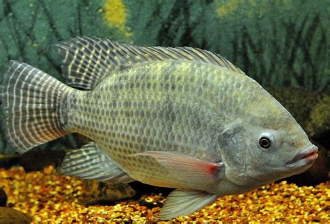 5 Jenis Pakan Ikan Nila Yang Mudah Didapat Dari Lingkungan Sekitar