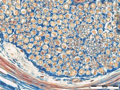 SJ1 Histologie FP Nervengewebe 4 Diagram Quizlet