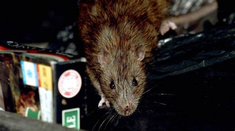 Invincible Super Rats Sweeping Across The Uk Itv News