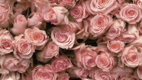 Rose Wallpaper Pink 46 Light Pink Roses Wallpaper On Wallpapersafari