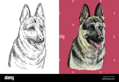 Realistic Head Of German Shepherd Dog Vector Black And White And