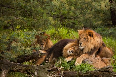 Leões Machos São Vistos Acasalando Em Parque Revista Galileu Ciência