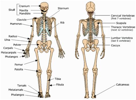 This diagram depicts bones in human body. Skeletal Organ System - Achondroplasia