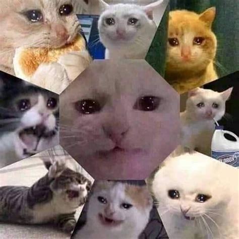 9 Saddest Cats On The Internet Crying In One Picture Keep Meme
