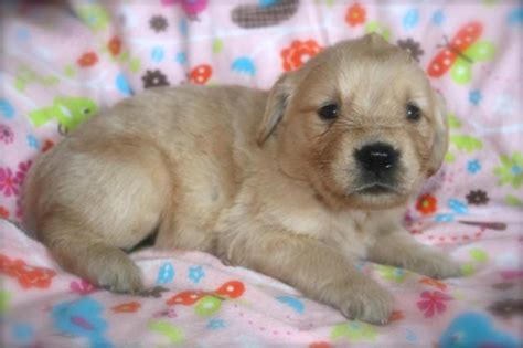 Find golden retriever puppies near you at lancaster puppies. AKC Light Golden Retriever Puppies! for Sale in Port ...