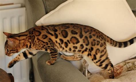 The Toyger Cats Look Like Tiger Information Breed Toygers