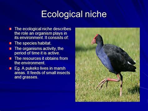 What Is An Example Of A Niche In Biology