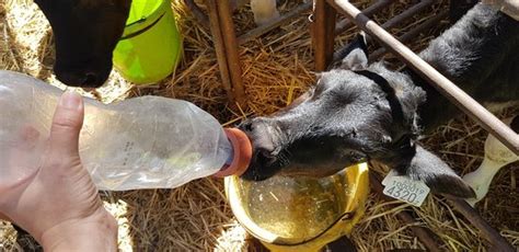 חוות דרך התבלינים, בית לחם הגלילית, ישראל. חוות דעת על שביל פרות החלב - בית לחם הגלילית, ישראל
