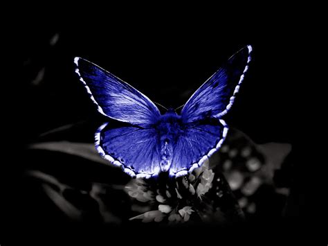 Free Download Wallpapers Butterfly Desktop Backgrounds 1600x1200