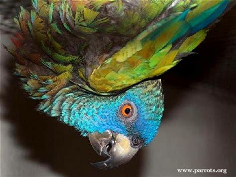 St Lucia Amazon World Parrot Trust World Parrot Trust