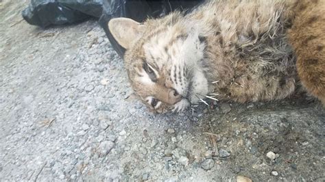 80 year old woman attacked by bobcat in new hampshire