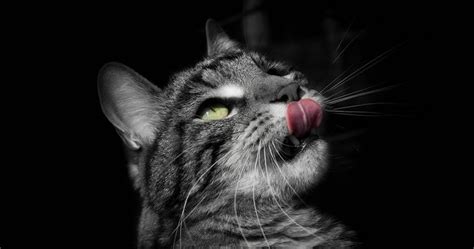 Por qué los gatos sacan la lengua | webanimales.com