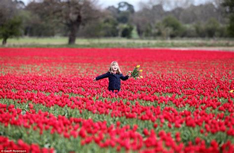 Not The Netherlands But Norfolk Huge Demand For British Grown Tulips